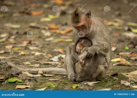 Long-tailed Macaque Sits Cuddling Baby among Leaves Stock Photo - Image ...