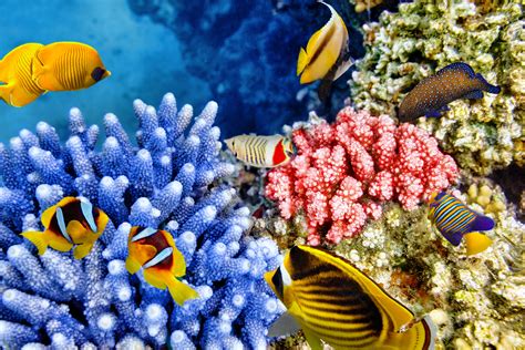 Cool Pics Of Coral Reefs - 8000x5336 - Download HD Wallpaper - WallpaperTip