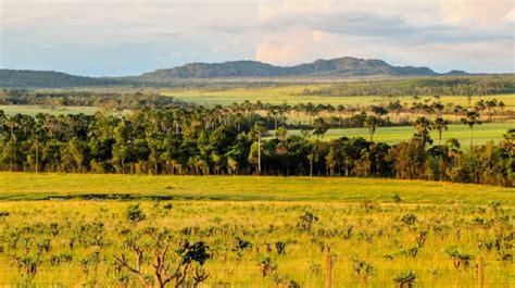 Animal agriculture is destroying Brazilian grasslands - Animal Agriculture and Climate Change