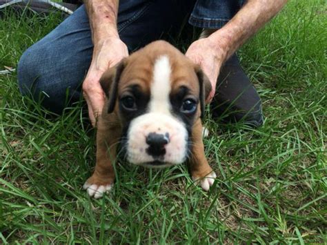 AKC Boxer Puppies for Sale 2 females and 5 males Lake Mary - Puppies ...