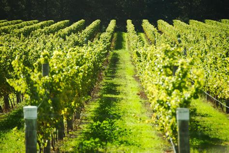 12 vineyards and wineries to visit in the Loire Valley