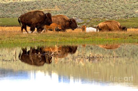 Reflections Of The Yellowstone Bison Herd Photograph by Adam Jewell - Fine Art America