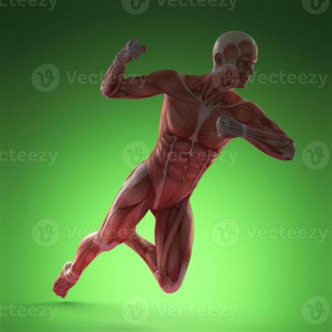 Human Muscle Anatomy 5636356 Stock Photo at Vecteezy