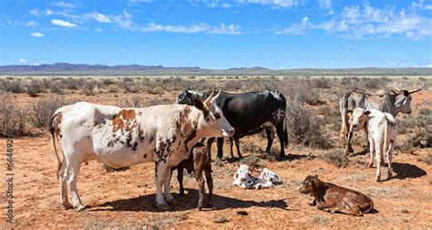 nguni cattle Stock Photo | Adobe Stock