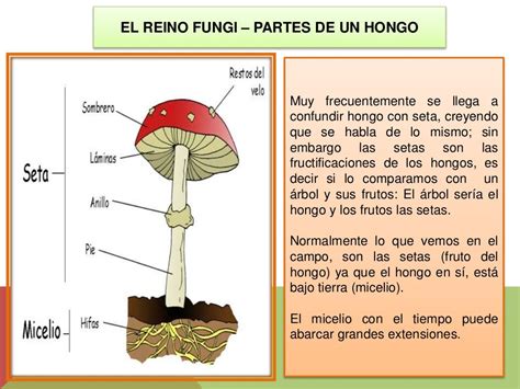 El reino fungi (hongos)