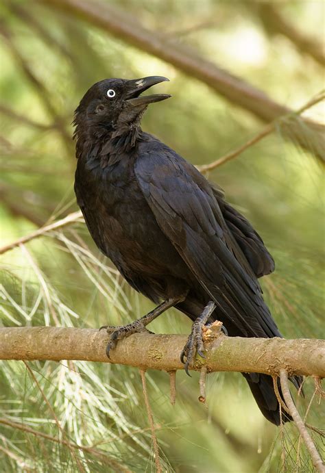Crow (Australian Aboriginal mythology) - Wikipedia