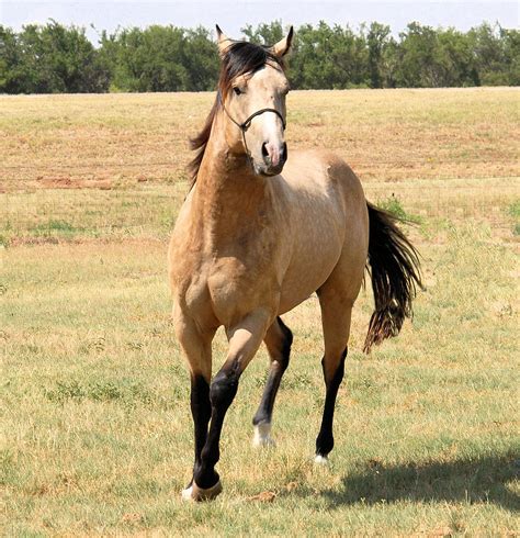 Buckskin Horse : The tail, legs, and mane of buckskin horses are of solid a buckskin horse is a ...