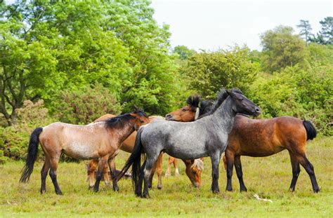 Herd Of Wild Horses Free Stock Photo - Public Domain Pictures