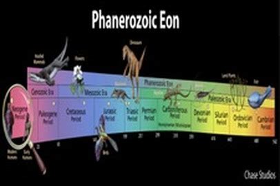 Fossils - Unit 1 Study Guide