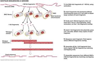 Shotgun sequencing | Bioinformatics Wikia | FANDOM powered by Wikia