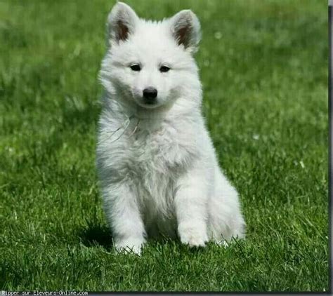 White wolf pup Wolf Pup, White Wolf, Husky, Best Friends, Pets, Images, Animaux, Dogs, Search