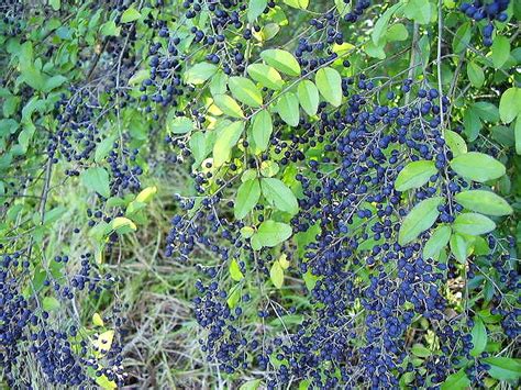 privet berries | Privet is another noxious weed. Birds love … | Flickr