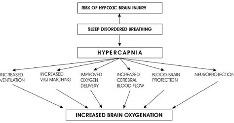 The influence of hypercapnia on brain oxygenation in sleep disordered... | Download Scientific ...