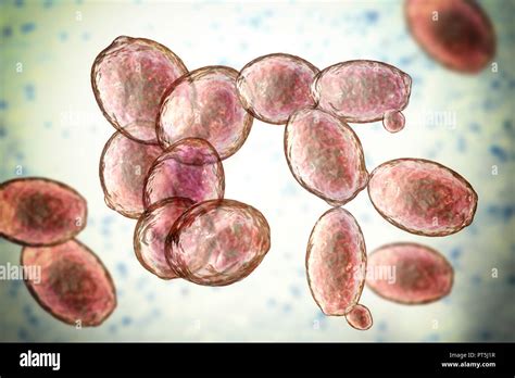 Yeast budding hi-res stock photography and images - Alamy