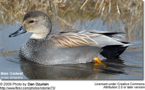 Gadwall - Male | Duck identification, Duck, Bird pictures