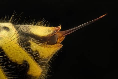 Vespula vulgaris (common wasp) stinger | Nikon’s Small World