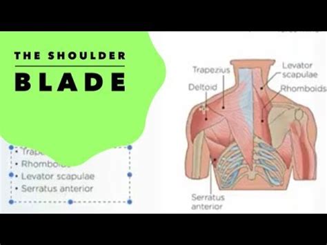 Shoulder Blade Anatomy