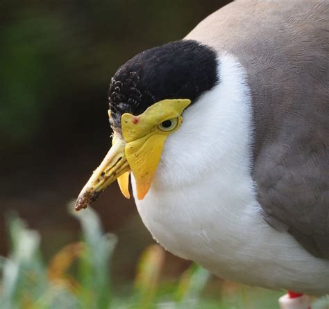 Masked plover (Vanellus miles miles), 2019-12-28 - ZooChat