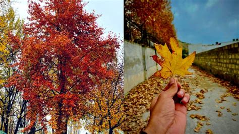 Magical Chinar Trees Colour Kashmir In Red, Yellow & Orange Hues & It's ...