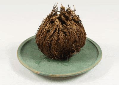 The Miracle Season: A Resurrection Plant That Can Come Back to Life ...