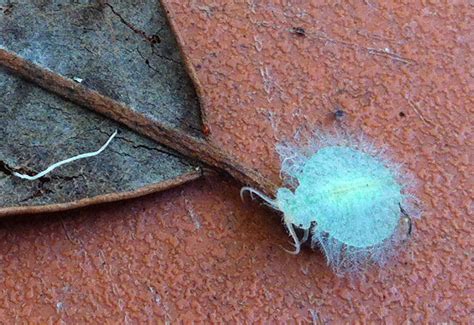 Green Black-eyed Lacewing Larva from Australia - What's That Bug?