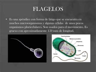 Cilios, flagelos y microvellosidades | PPT