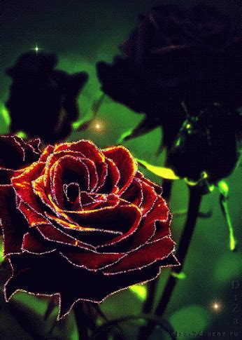 Rosas Rojas Con Movimiento : Download Gifs Con Movimiento Y Brillo De Amor Rosas Rojas Animadas ...