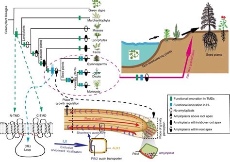 Evolution of fast root gravitropism in seed plants (Nature Comms) | Plantae