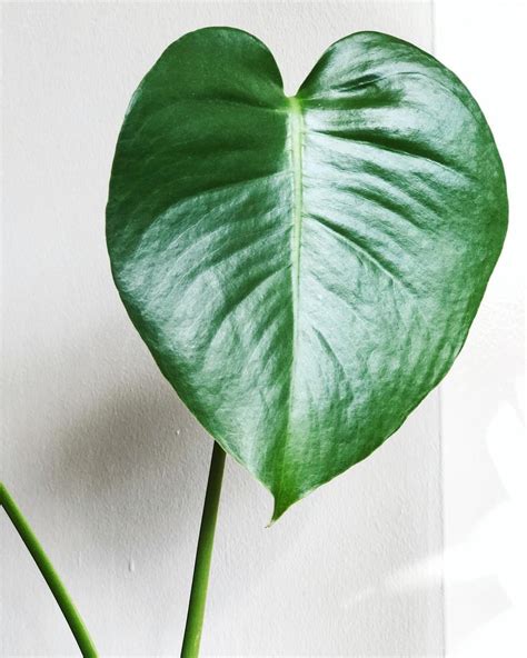 Heart Shaped Leaves Plant - Asking List