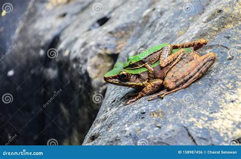 Frogs are breeding stock photo. Image of landscape, frogs - 158987456