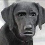 Shocked dog Meme Generator - Imgflip