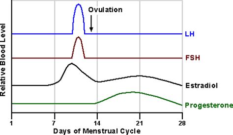 Topic:Physiology Overview: The Reproductive System