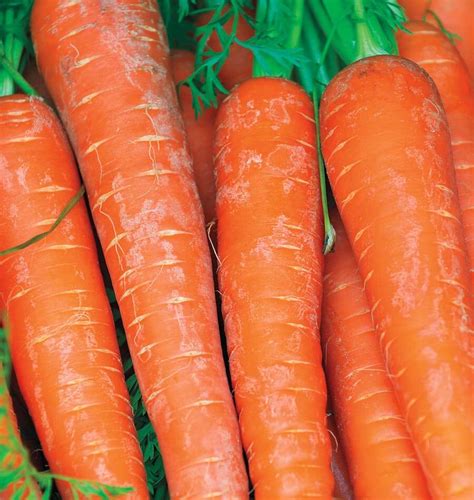 Bolero Pelleted Carrot Seeds – West Coast Seeds