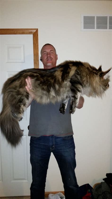 Submission to '16+ Maine Coon Cats That Will Make Your Cat Look Tiny' Chat Maine Coon, Maine ...