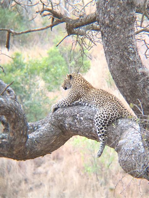 Mating Leopards - Ukiyo SA