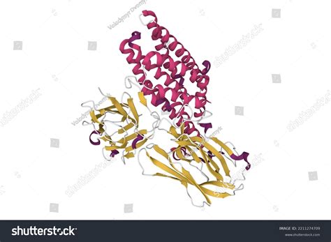 Crystal Structure Bacillus Thuringiensis Insecticidal Crystal Stock ...