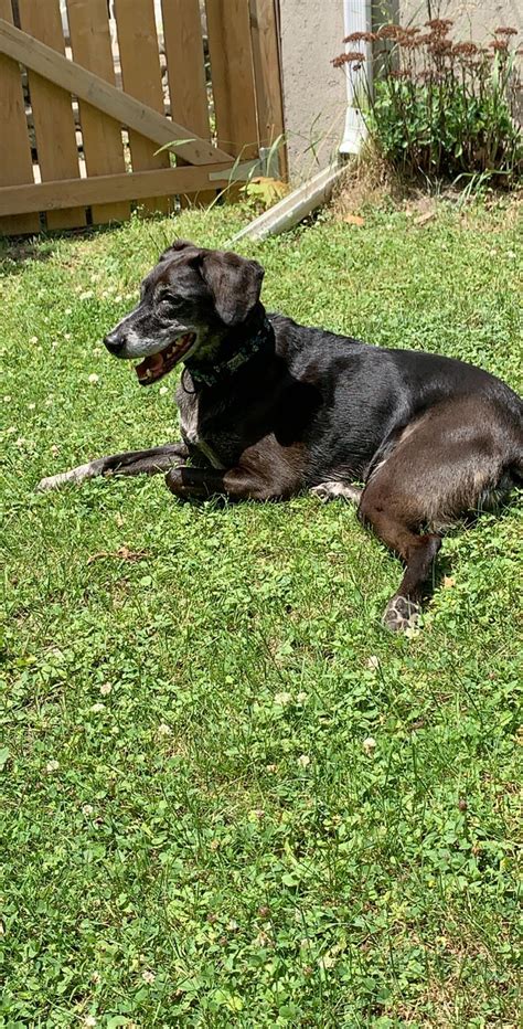 My doggo laying in the yard : r/pics