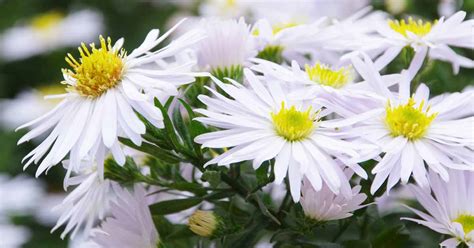 Best 11 Varieties of White Aster Flowers for Your Garden | Gardener’s Path