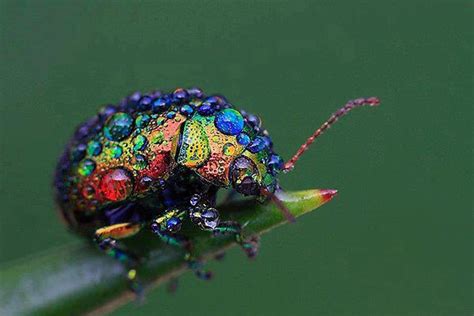 Rainbow beetle | moonshaman