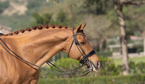 Best 7 Horse Breeds For Dressage - Helpful Horse Hints