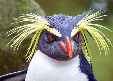 Rockhopper Penguin (Eudyptes chrysocome)