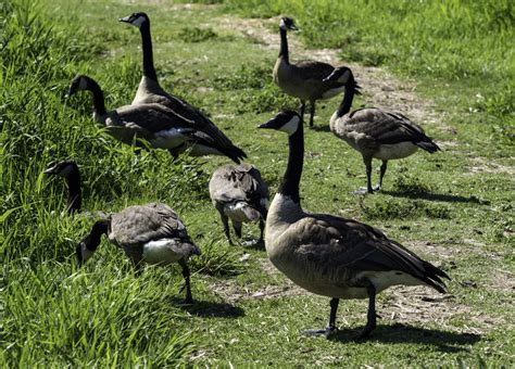 Group of Geese on the hiking path on Horicon Marsh image - Free stock ...