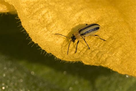 Field Guide: Controlling Striped Cucumber Beetles with Insectary Strips ...