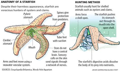 Starfish-Asteroidea - GT Comparative Anatomy