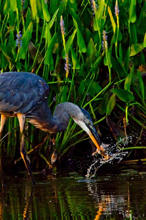 Free Images : nature, swamp, wildlife, jungle, avian, fauna, wading ...