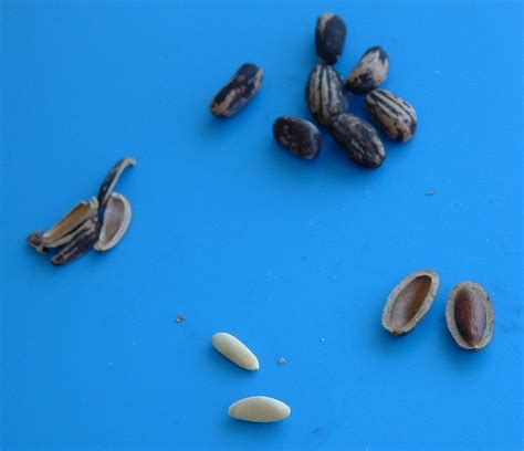 File:Pine nuts in various stages.jpg - Wikimedia Commons