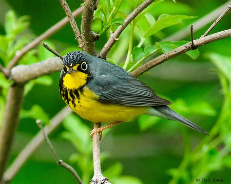 Canada Warbler | Audubon Field Guide