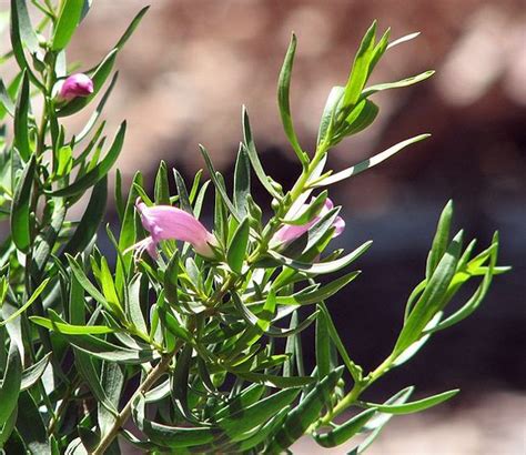 Aboriginal Plants Used For Medicine - Plants BA