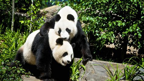 Adelaide Zoo pandas set to be replaced in November | Exclusive