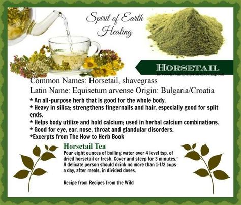 ∆ Horsetail...Horsetail tea | Healthy Living | Herbalism, Healing herbs, Herbs for health